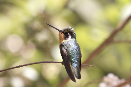 Hummingbird